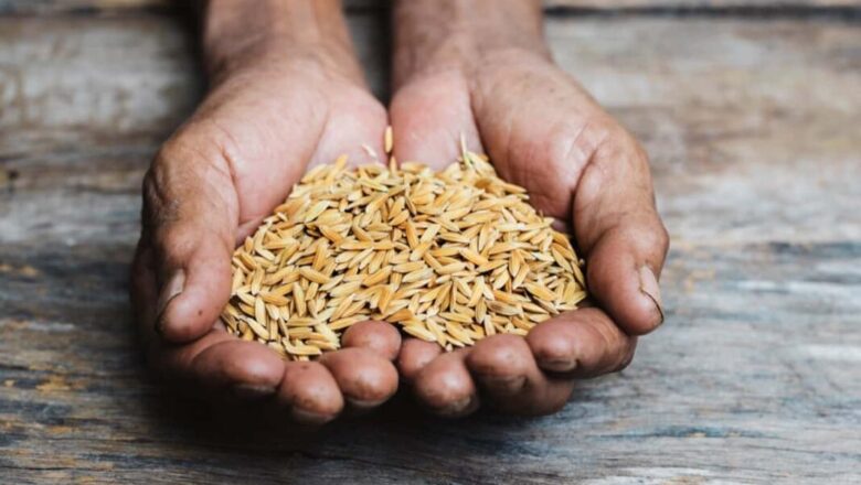 ਝੋਨੇ ਦੀ ਬਿਜਾਈ ਲਈ ਸਰਕਾਰ ਵੱਲੋਂ ਤਾਰੀਖਾਂ ਜਾਰੀ