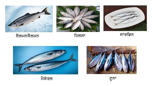 5 Fishes