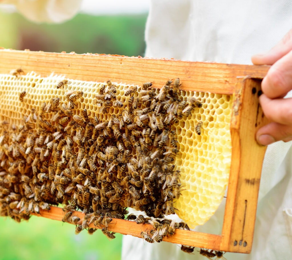 Beekeeping