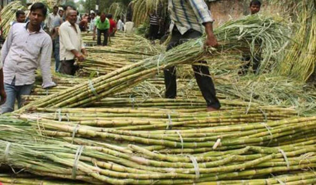 Sugarcane