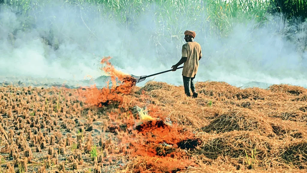 Stubble burning 4col
